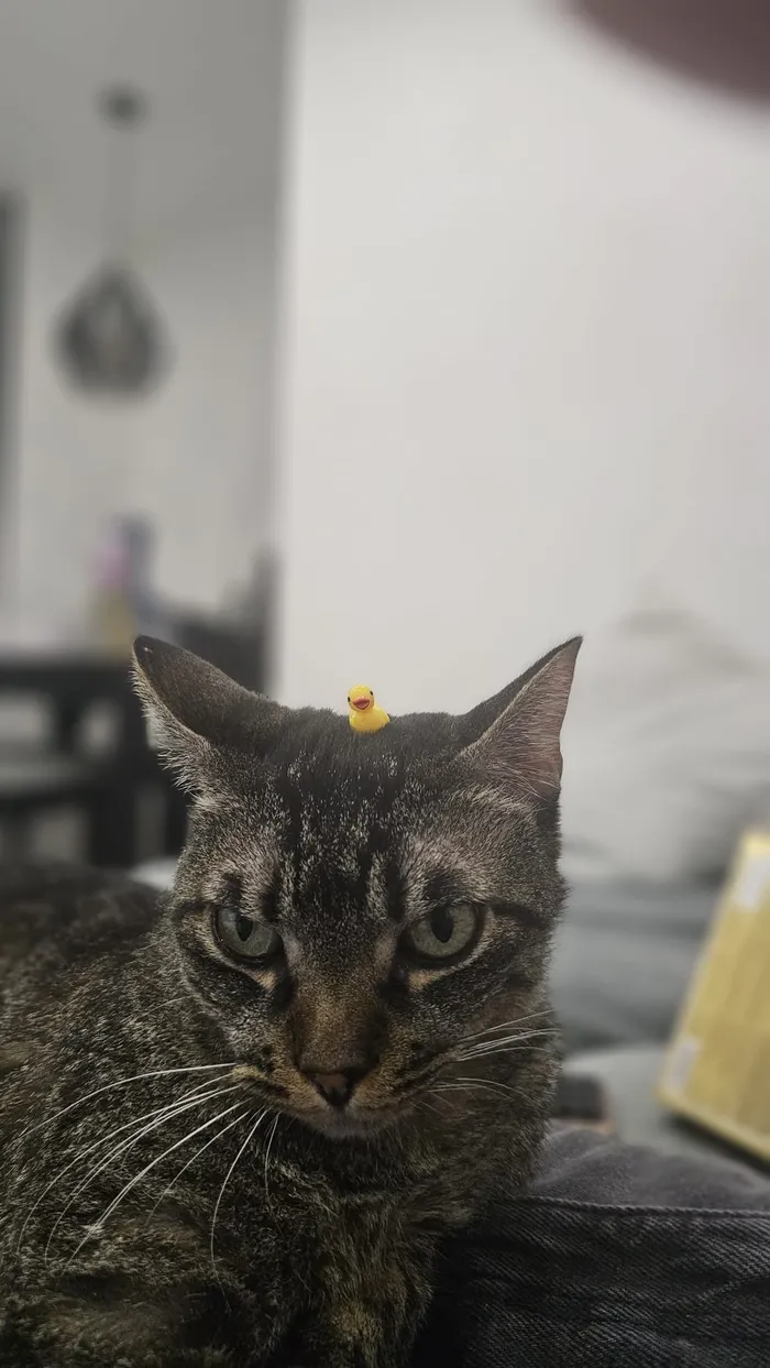 O Bilinho, um gato cinzento tigrado, com um patinho amarelo de brincar em cima da cabeça