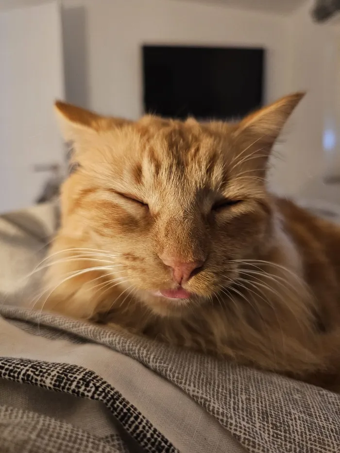 A Sininho, uma gata amarela, a dormir de olhos fechados em cima de uma manta